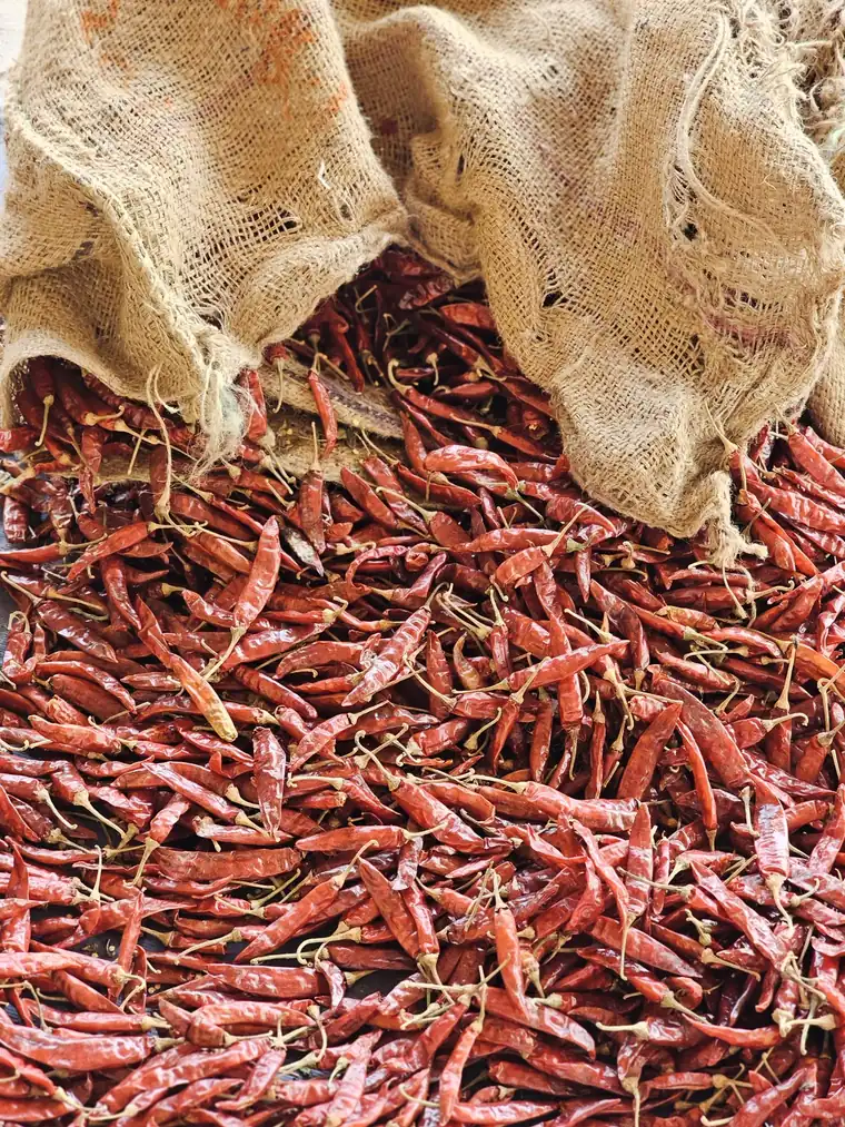 A pile of bright red dried chillies spilling from a jute sack