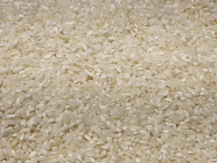 Close-up of short white rice grains